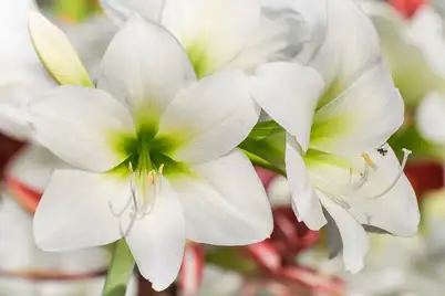 Amaryllis