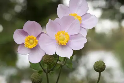 Anemone