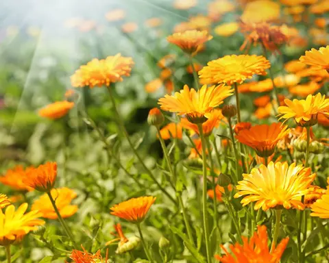 How to Grow Calendula