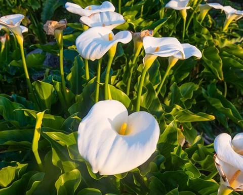 How to Grow Calla Lilies