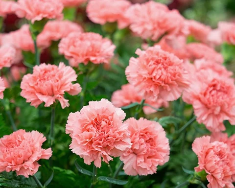 How to Grow Carnations