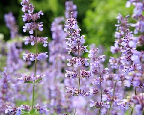 How to Grow Catmint