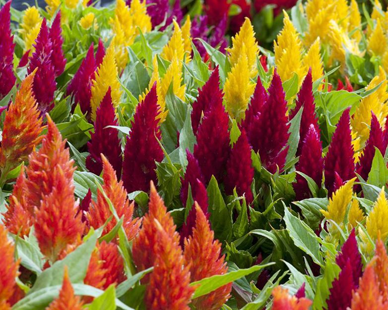 How to grow Celosias