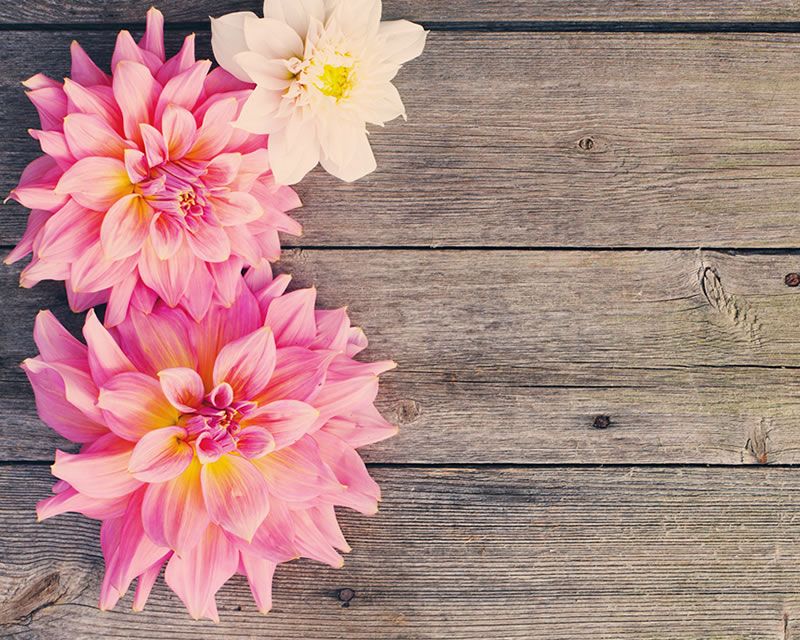 Gardening Australia Dahlias