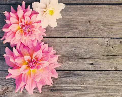 How to Grow Dahlia