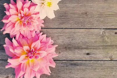 Dahlia