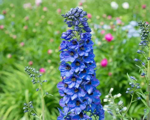 How to Grow Delphinium
