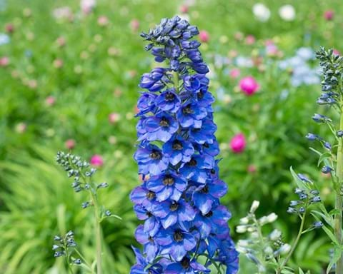 How to Grow Delphinium