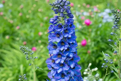 Delphinium