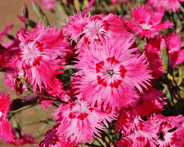 How to grow Dianthus