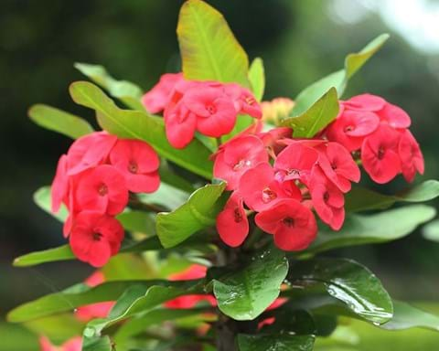 How to Grow Euphorbia