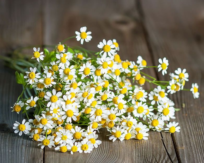 How to grow Feverfew