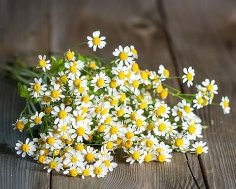 How to Grow Feverfew