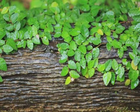 How to Grow Ficus Pumila