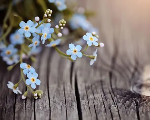 How to Grow Forget Me Nots
