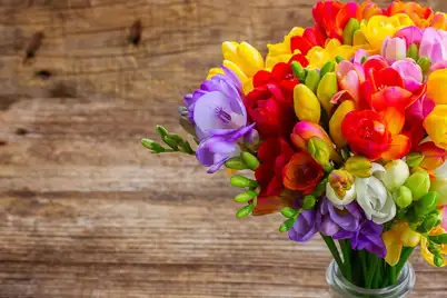 Freesia