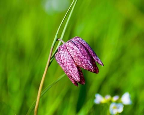 How to Grow Fritillaria