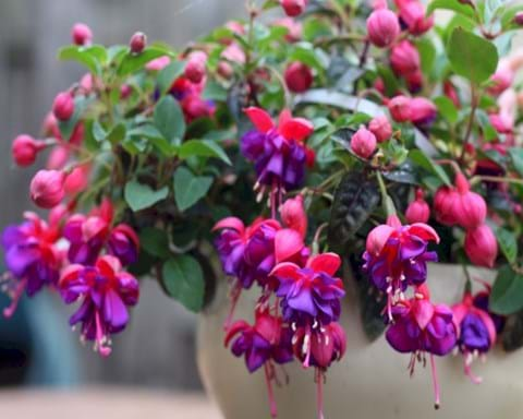 How to Grow Fuchsia