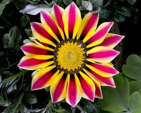 How to Grow Gazania