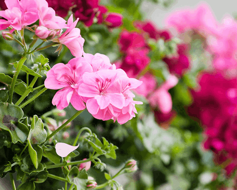 How to Grow Geranium