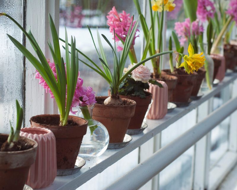 Grow a Hyacinth in a Jar