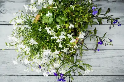 Flowering annuals