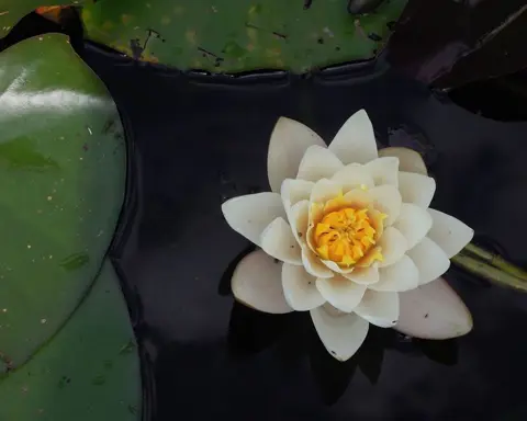 How to Grow Lotus