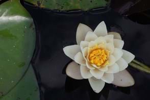 How to Grow Lotus