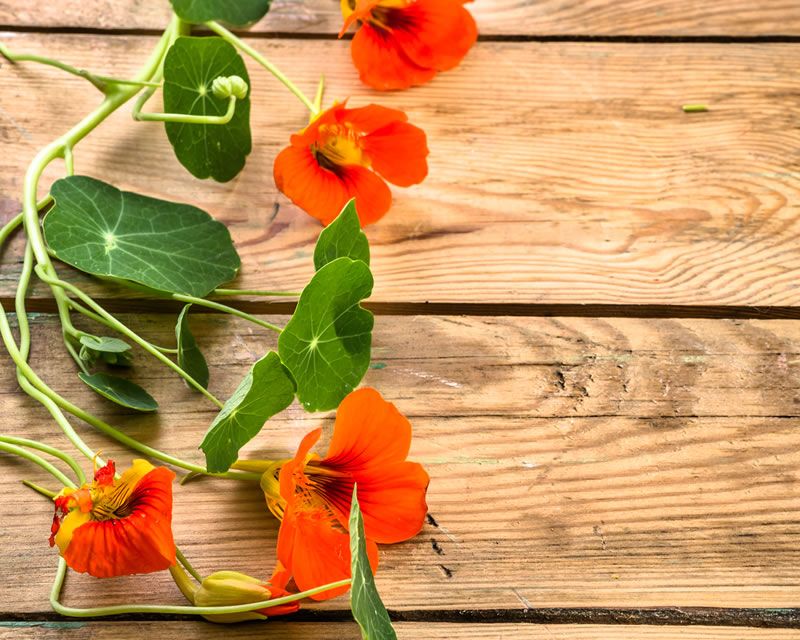 Nasturtium