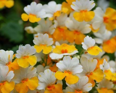 How to Grow Nemesia