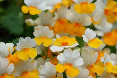 Nemesia