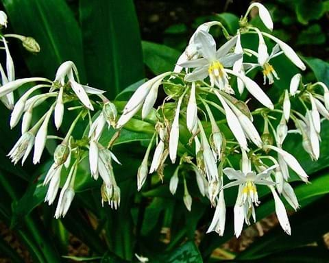 How to Grow New Zealand Rock Lily