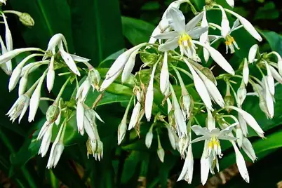 New Zealand Rock Lily