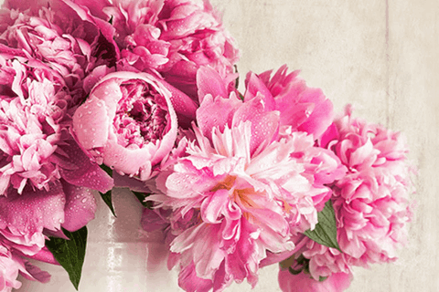 How to Grow Peony