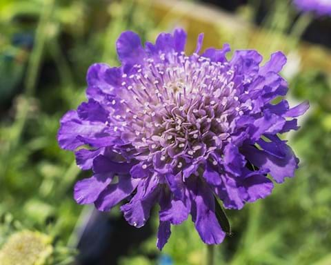 How to Grow Pincushion Flower