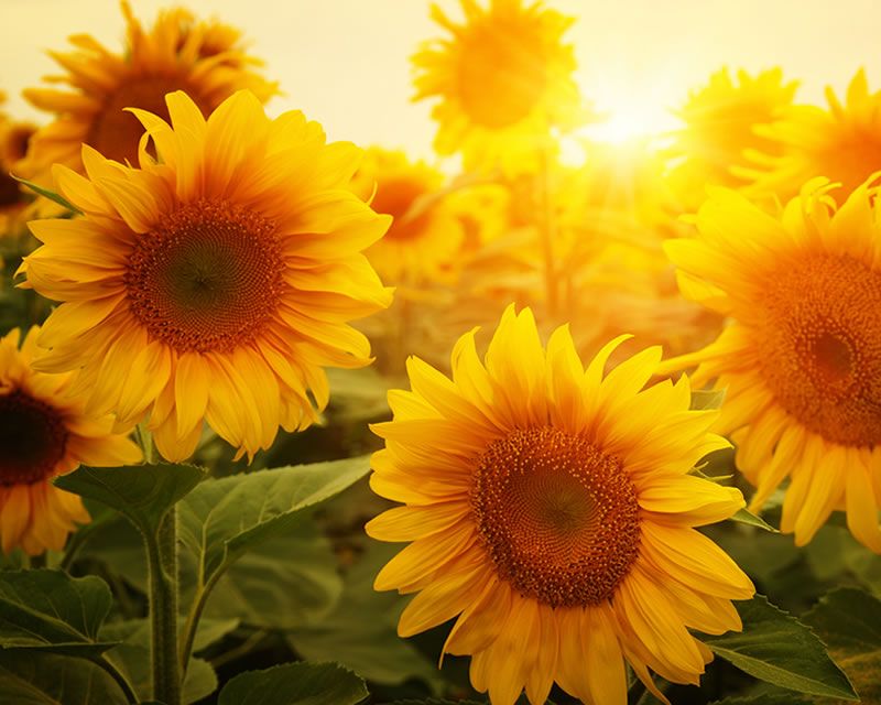 Flowers for summer colour