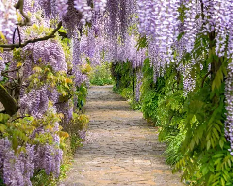 How to Grow Wisteria