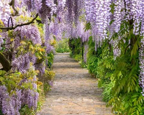 How to Grow Wisteria