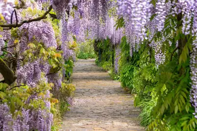 Wisteria