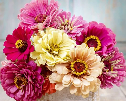 How to Grow Zinnia