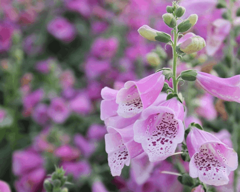 How to Grow Foxglove