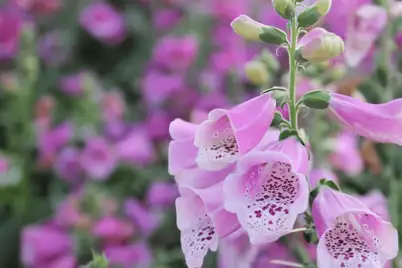 Foxglove