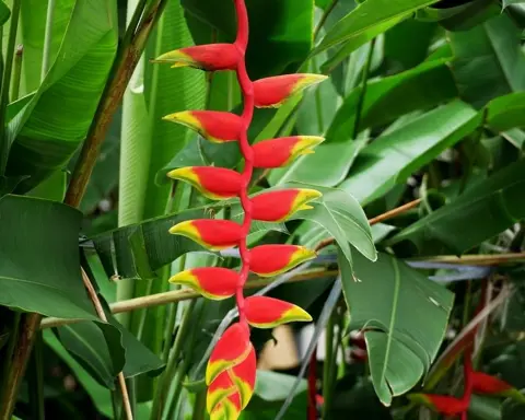 How to Grow Heliconia