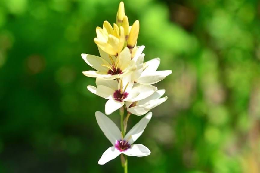How to Grow Ixia