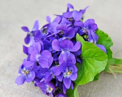 How to Grow Sweet Violet