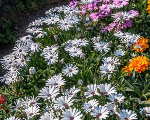 How to Grow Veldt Daisy