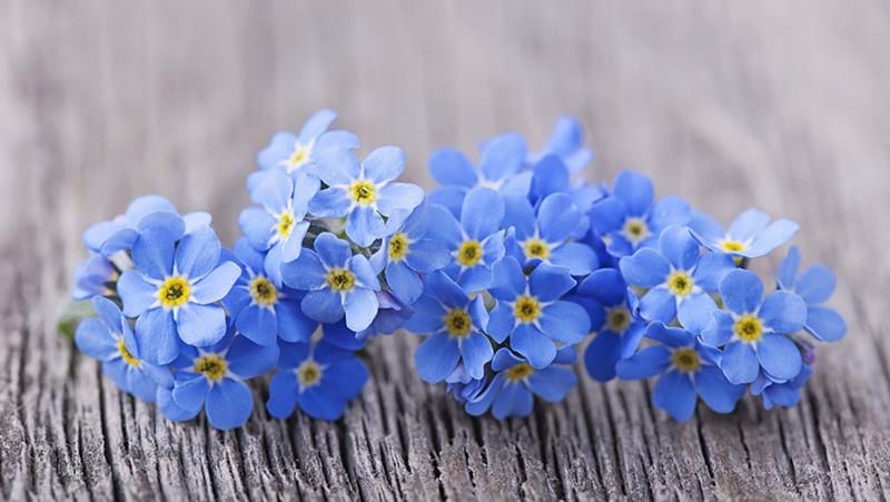 How To Grow Forget Me Nots The hindley street country club 704.424 views6 months ago. how to grow forget me nots