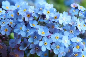 how to grow forget me nots 3