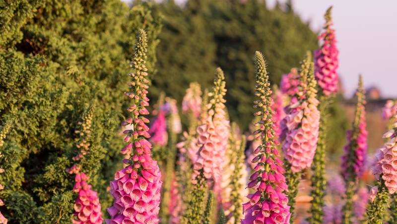 how to grow foxglove 2