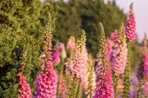 how to grow foxglove 2
